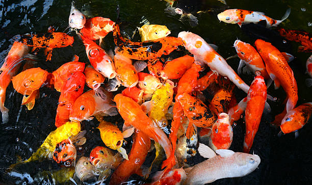 istock Diverse group of Japanese Koi swim 469320560
