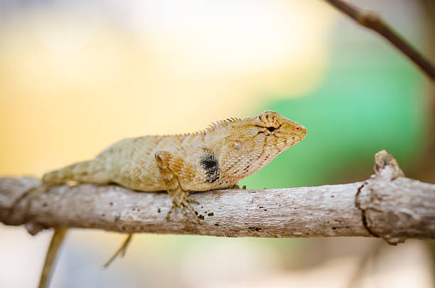 istock close-up of Wild lizard 469321310