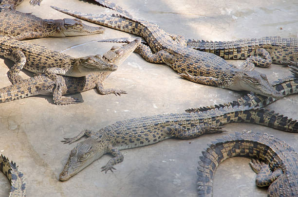 istock Big crocodiles resting in a crocodiles farm 469323302