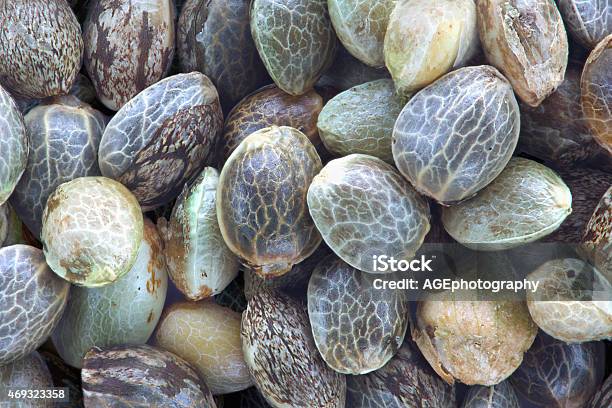 Hemp Seeds Stock Photo - Download Image Now - Seed, 2015, Agriculture