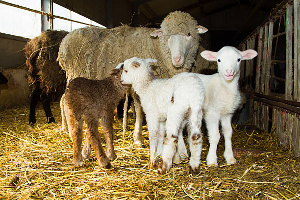 istock Mother sheep with lambs 469323508