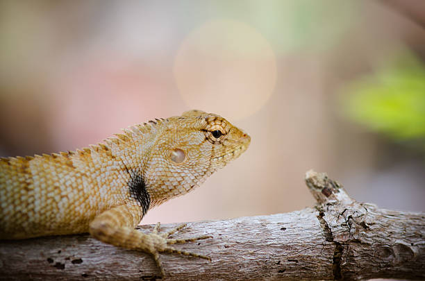 istock close-up of Wild lizard 469325836