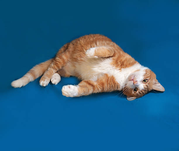 istock Red and white cat tumbles on blue 469325926