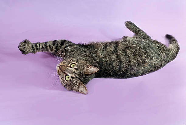 istock Tabby cat with green eyes lying on purple 469326848