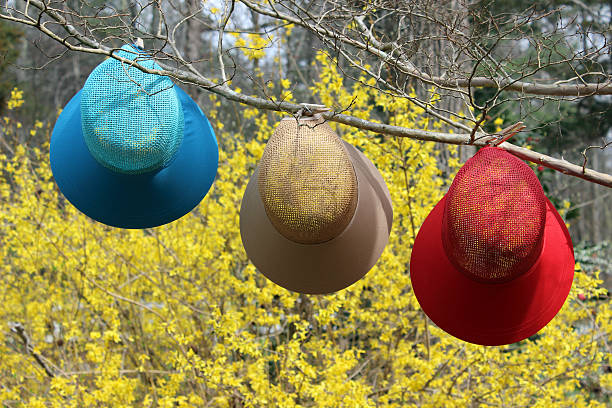 3 colorful Spring and Summer hats hanging on a tree branch. The hats are red, turquoise and khaki in color. This photograph was taken at the height of forsythias blooming. In the Southeast U.S., this is a sign of warmer weather to come. This image can symbolize many ideas: the change of seasons from Winter to Spring, sun protection, the transition of wardrobes from cold to warm seasons, the number \