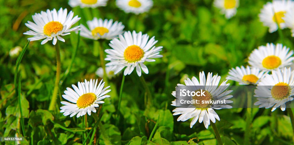 White daisy flowers . White daisy flowers isolated on green background. Floral background. 2015 Stock Photo