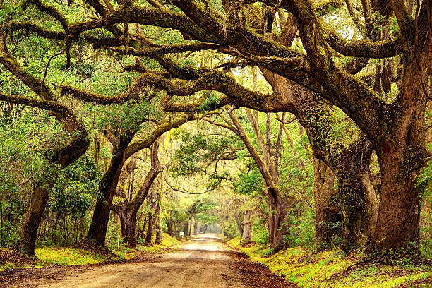 Giant oak trees draped with spanish moss Giant oak trees draped with spanish moss line a scenic road in the South Carolina lowcountry on Edisto Island near Charleston. Charleston is the oldest and second-largest city in the State of South Carolina. Charleston is known for its rich history, antebellum architecture, and distinguished restaurants edisto island south carolina stock pictures, royalty-free photos & images