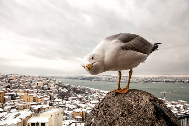 Seagull Bosphorus in İstanbul,Turkey. seagull photos stock pictures, royalty-free photos & images