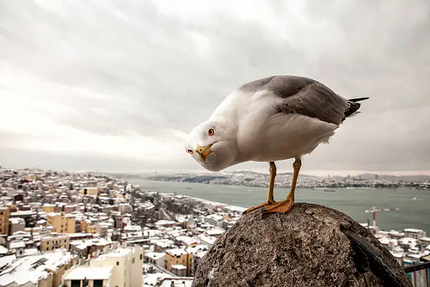 Photo of Seagull