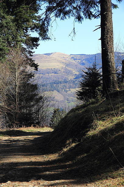 sentier pédestre dans la vallée de munster - stosswihr photos et images de collection