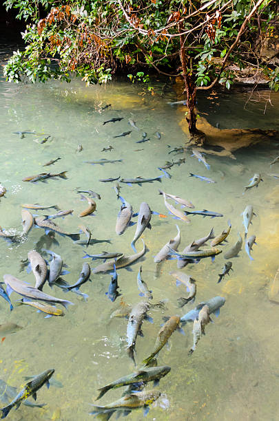 soro brook carp poisson - neolissochilus stracheyi photos et images de collection