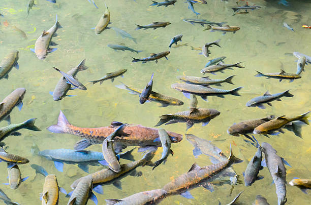 soro brook carp poisson - neolissochilus stracheyi photos et images de collection