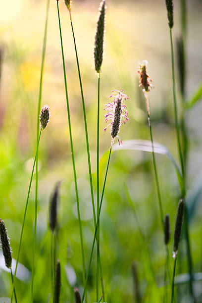 istock Morning in the field 469328254