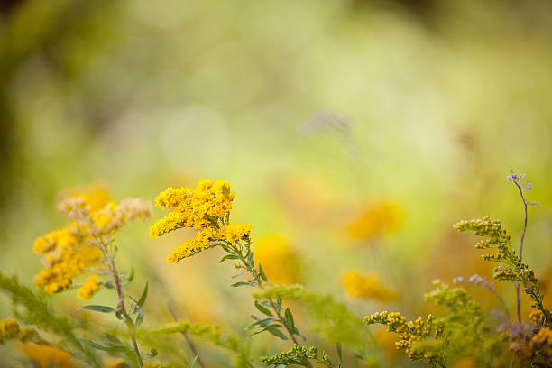 Golden yellow flowers and allergen plants highlighted against a shallow depth of field. Lots of copy space. Yellow and white flowers blowing in the wind.