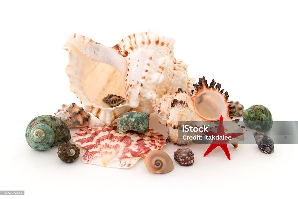 seashell on a white background isolated over white 2015 Stock Photo