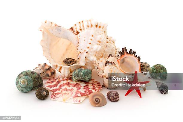 Seashell On A White Background Isolated Over White Stock Photo - Download Image Now - 2015, Animal Shell, Beauty