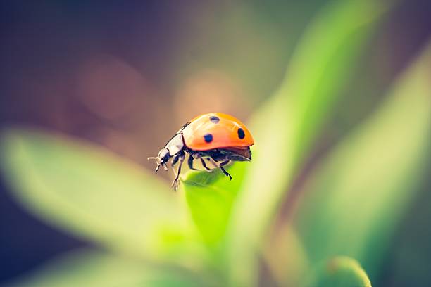 istock Vintage photo of ladybug 469329594