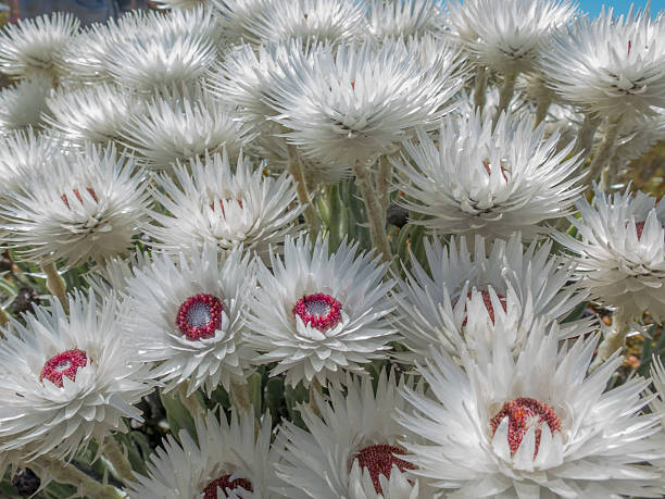 istock Everlasting wild flowers 469329602