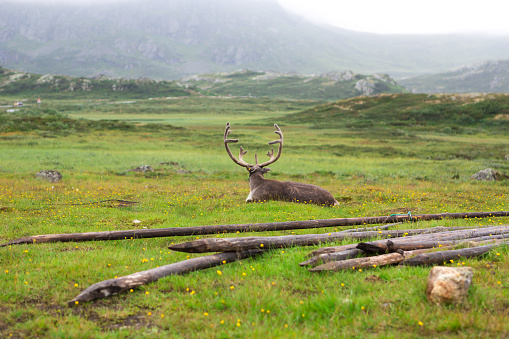 A moose in nature overlooking gorgeous Norwegian landscape.