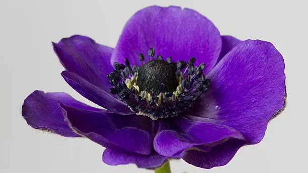 Botanical image of a spring flowering purple anemone flower isolated on white background