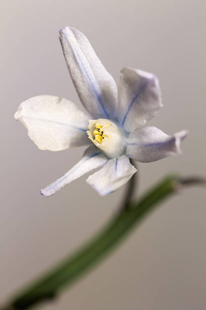 istock star Hyacinth against white background. 469332936
