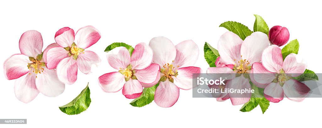 Apple tree blossoms with green leaves. Spring flowers set - Royalty-free Appelbloesem Stockfoto