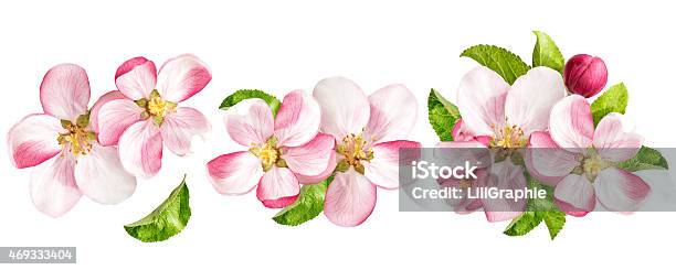 Apple Tree Blossoms With Green Leaves Spring Flowers Set Stockfoto en meer beelden van Appelbloesem