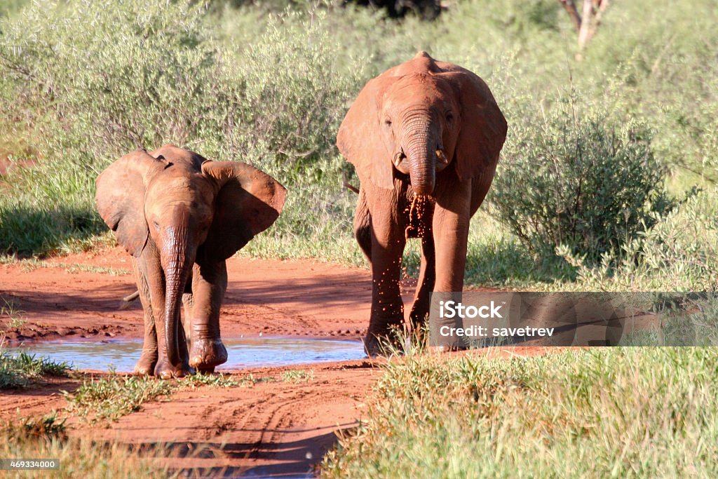 Baby Elephants, South Africa - Royaltyfri 2015 Bildbanksbilder