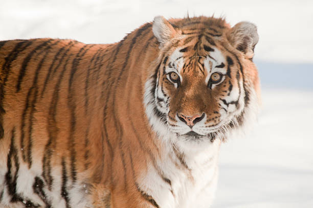 The Siberian tiger The Siberian tiger, also known as the Amur tiger, is a tiger subspecies inhabiting mainly the Sikhote Alin mountain region with a small population in southwest Primorye province in the Russian Far East. prowling stock pictures, royalty-free photos & images