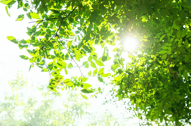 istock Summer branch with fresh green leaves 469334568