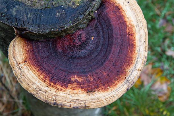 Bracket fungus growing out of tree stump. Purple and beige Bracket fungus growing out of tree stump, United Kingdom marasmius siccus stock pictures, royalty-free photos & images