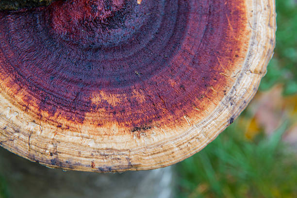 Bracket fungus growing out of tree stump. Purple and beige Bracket fungus growing out of tree stump, United Kingdom marasmius siccus stock pictures, royalty-free photos & images