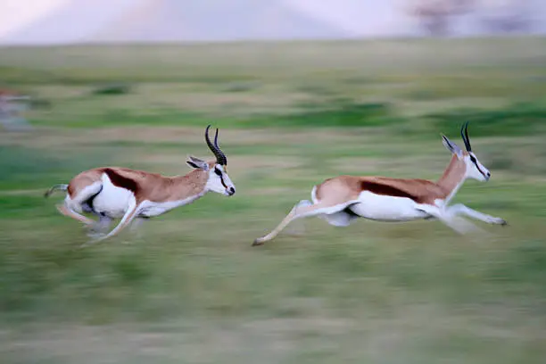 Springboks chasing one another in South Africa