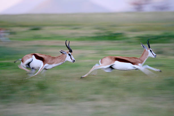 corrida de velocidade springboks - gazelle imagens e fotografias de stock