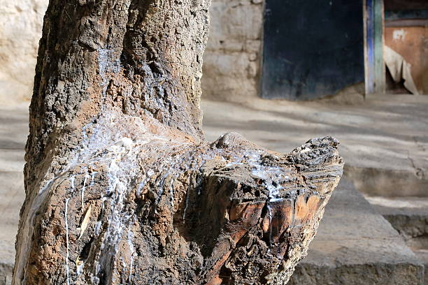 yac mantequilla a tree trunk. sera gonpa-el tíbet. 1303 - lamaism fotografías e imágenes de stock