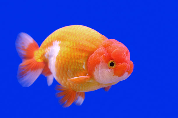 ranchu or lion head goldfish stock photo