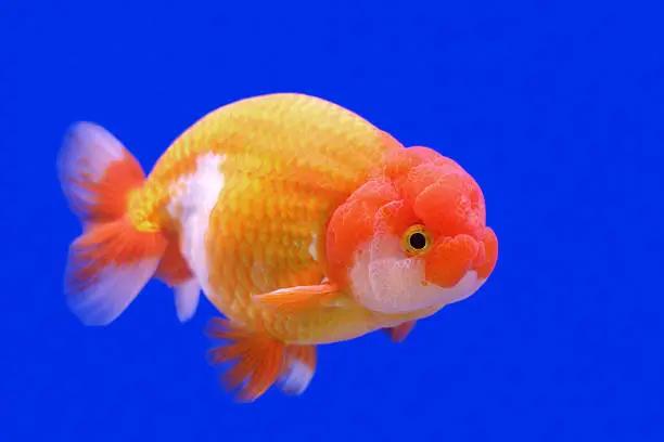 beautiful ranchu or lion head goldfish in fish tank