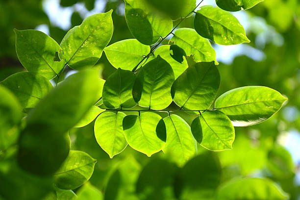 istock Background of green leaf on the branch 469337518
