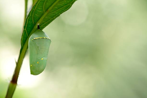 Monarch butterfly chrysalis, beautiful cocoon A beautiful monarch butterfly, Danaus plexippus, chrysalis pupa stock pictures, royalty-free photos & images