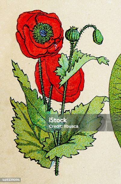 Red Poppy Plants Antique Illustration Stock Illustration - Download Image Now - Opium Poppy, Botany, Printmaking Technique
