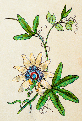 Giant Granadilla, Barbadine (Passiflora quadrangularis), plants antique illustration