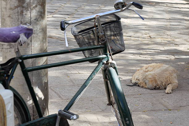 istock Long haired sleeping dog. Serga gonpa-Tibet. 1304 469340994