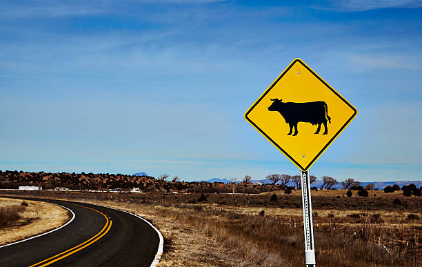 istock Cattle crossing road sign 469341028