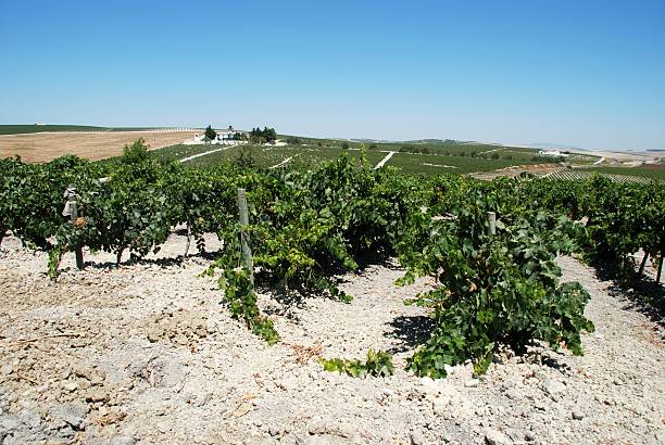 Vineyards, Jerez de la Frontera. Rows of grapevines in a vineyard near Jerez de la Frontera, Cadiz Province, Andalusia, Spain, Western Europe. jerez de la frontera stock pictures, royalty-free photos & images