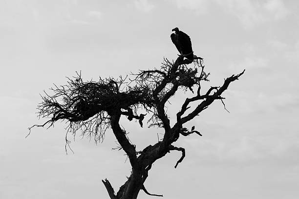 istock Vulture and Sparrow Silhouette Africa 469341124