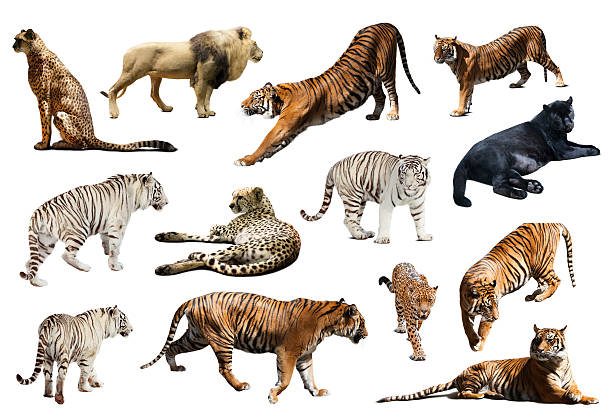 istock Set of   big wildcats. Isolated over white 469341218
