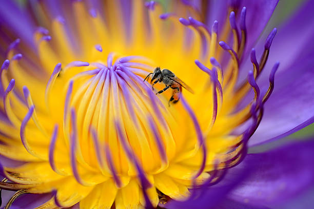 istock Bee on purple lotus flower 469341408