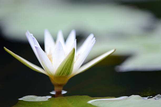 istock Blossom white lotus flower in the pond 469341508