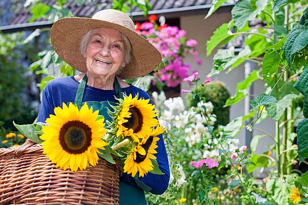 mujer feliz con cestas de sunflowers frescos. - grandmother standing senior women senior adult fotografías e imágenes de stock