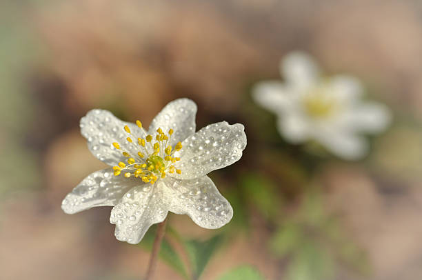 숲바람꽃 - flower head botany florist forest 뉴스 사진 이미지